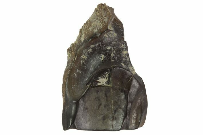 Triceratops Shed Tooth - Montana #98345